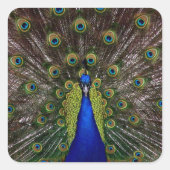 誇りを持ったな孔雀のステッカー スクエアシール (正面)