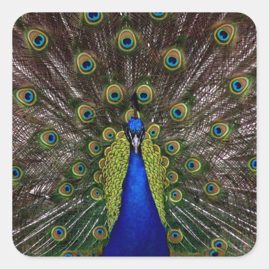 誇りを持ったな孔雀のステッカー スクエアシール (正面)