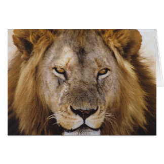 誇りを持ったなSimba - Serengeti