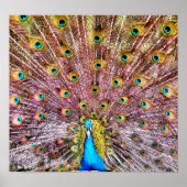 誇りを持った孔雀のポスターまたはプリント ポスター (正面)