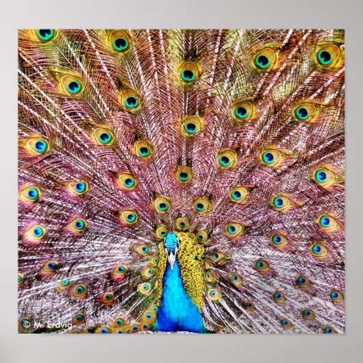 誇りを持った孔雀のポスターまたはプリント ポスター (正面)