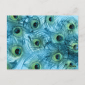誇りを持ったPeacockテーブル番号セット1112 ポストカード (裏面)