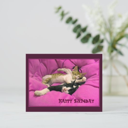 誕生日おめでとう かわいい猫ちゃんたち ポストカード (スタンド正面)