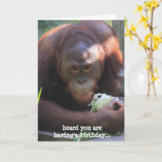 誕生日おもしろいカードのオランウータンがケーキを欲しがる! カード (黄色い花)