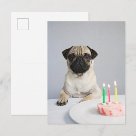誕生日のパグ ポストカード (正面/裏面)