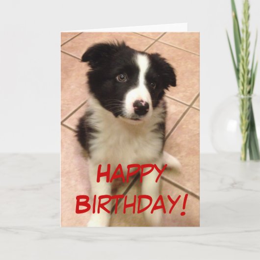 誕生日のボーダーコリーの子犬の挨拶状 カード (正面)