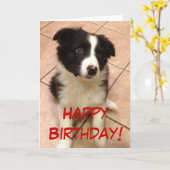 誕生日のボーダーコリーの子犬の挨拶状 カード (黄色い花)