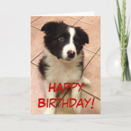 誕生日のボーダーコリーの子犬の挨拶状 カード