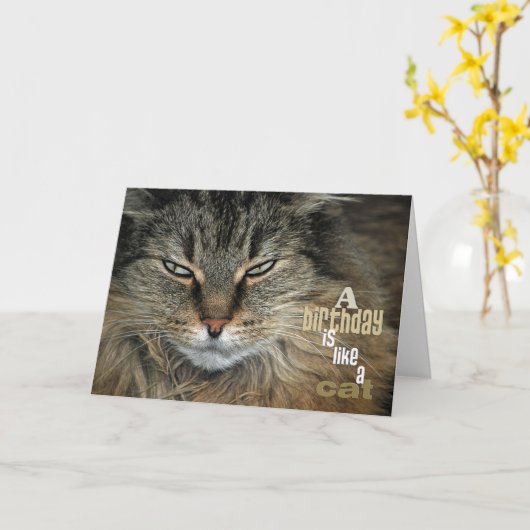 誕生日のメインのあらいぐま猫のユーモア カード (黄色い花)