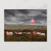 誕生日の羊 ポストカード (正面)