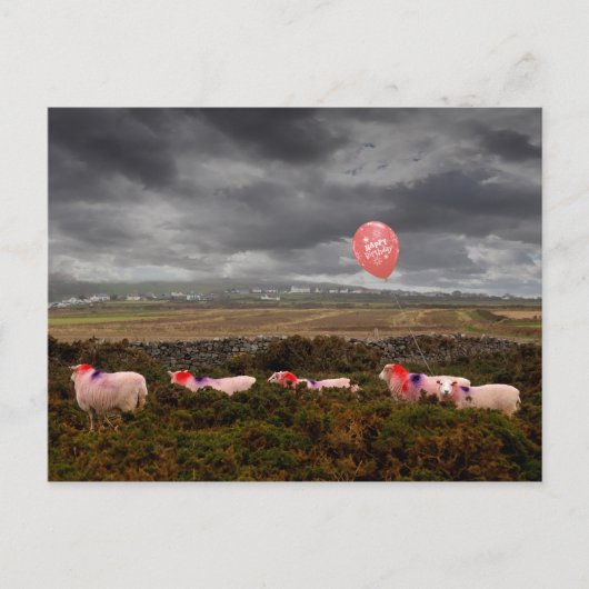 誕生日の羊 ポストカード (正面)