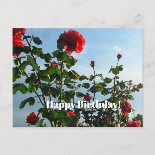 誕生日はがき ポストカード (正面)