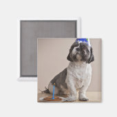 誕生日を持つ犬 マグネット (正面/裏面)