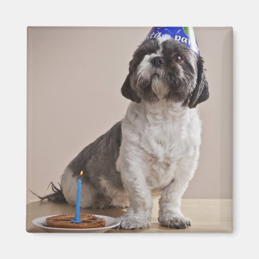 誕生日を持つ犬 マグネット (正面)
