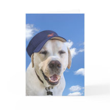 誕生日を迎えた帽子をかぶった犬