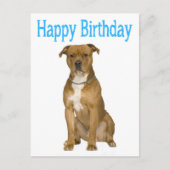 誕生日アメリカン(犬)スタッフォードテリアポストカード ポストカード (正面)
