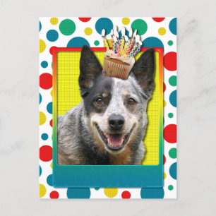 誕生日カップケーキ – オーストラリアの牛の犬 ポストカード
