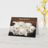 誕生日カードと写真付きマルチーズ子犬 カード (黄色い花)