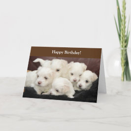 誕生日カードと写真付きマルチーズ子犬 カード