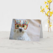 誕生日カード – おもしろい犬着用誕生日眼鏡 カード (黄色い花)