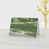 誕生日ジャズリス カード (黄色い花)