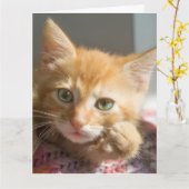 誕生日ジンジャーキャット子猫グリーティングカード カード (黄色い花)