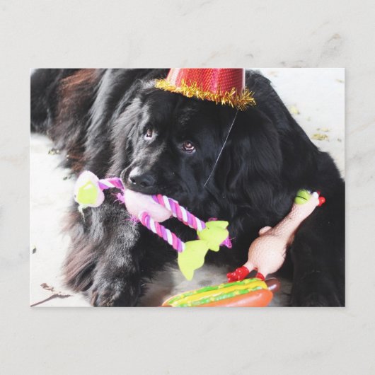 誕生日ベア ポストカード (正面)