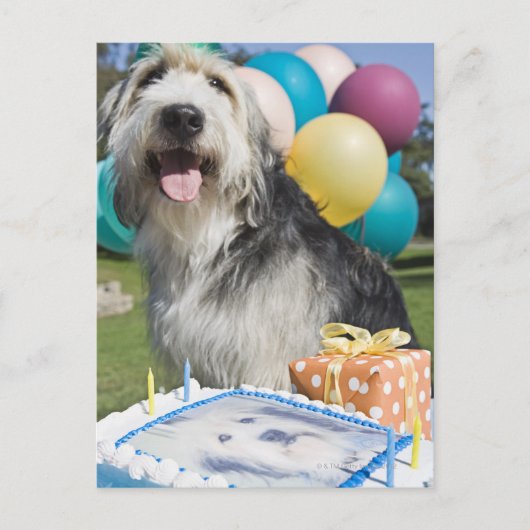 誕生日犬 ポストカード (正面)