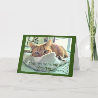 誕生日猫昼寝 カード