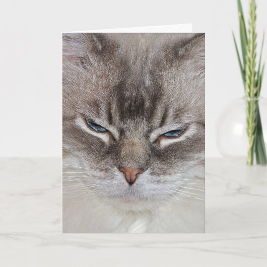 誕生日猫 カード (正面)