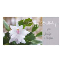 誕生日開花白サボテンSchlumbergera