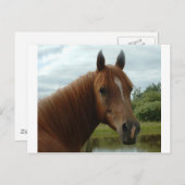 誕生日012 ポストカード (正面/裏面)