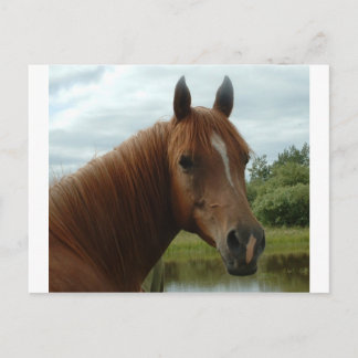 誕生日012 ポストカード