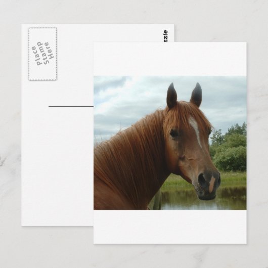 誕生日012 ポストカード (正面/裏面)