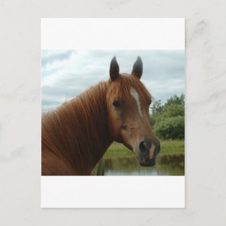 誕生日012 ポストカード