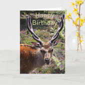 誕生日 カード (黄色い花)