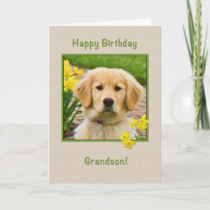 誕生日、孫、ゴールデン・リトリーバー犬 カード