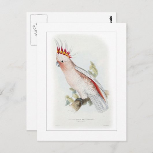 誘導者の尾骨 ポストカード (正面/裏面)