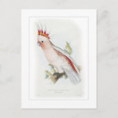 誘導者の尾骨 ポストカード (正面)