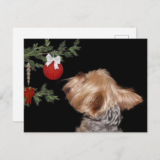 誘惑されたヨークシャーテリアクリスマス シーズンポストカード (正面/裏面)