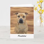 誤解されたピットブルテリアの受刑者の挨拶 カード (黄色い花)