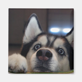 誰かいるか？ マグネット