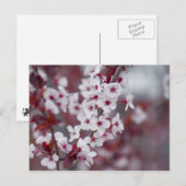 誰かが《写真》ぼけ味を？ ポストカード (正面/裏面)