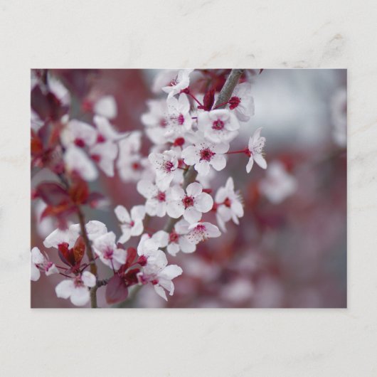 誰かが《写真》ぼけ味を？ ポストカード (正面)