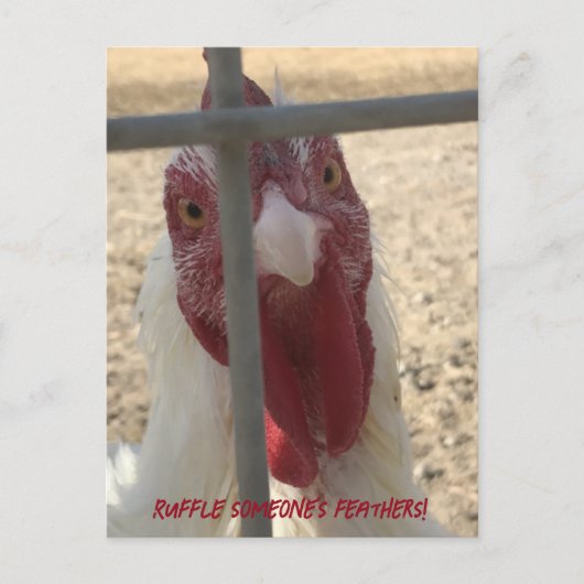 誰かを怒らせる鶏のカード ポストカード (正面)