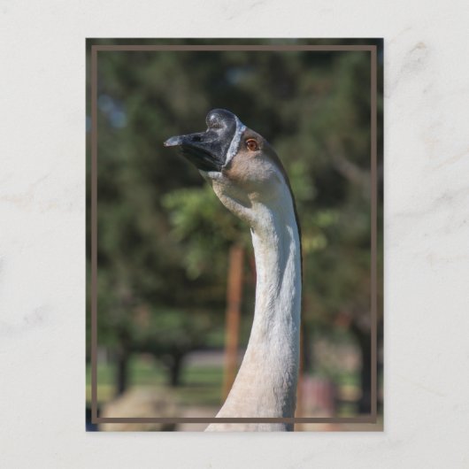 誰がグッシング誰だ！ ポストカード (正面)