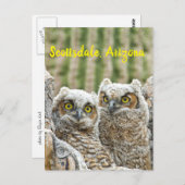 誰だ？アリゾナ州フクロウのスコッツデール ポストカード (正面/裏面)