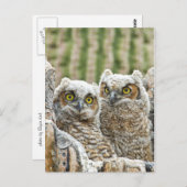 誰だ？フクロウ ポストカード (正面/裏面)