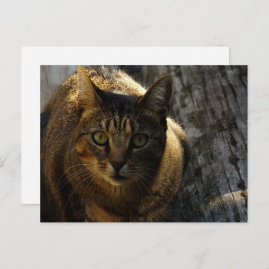 誰だ？ ポストカード (正面/裏面)