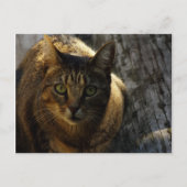 誰だ？ ポストカード (正面)